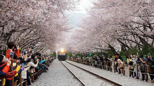 庆和站的樱花铁路