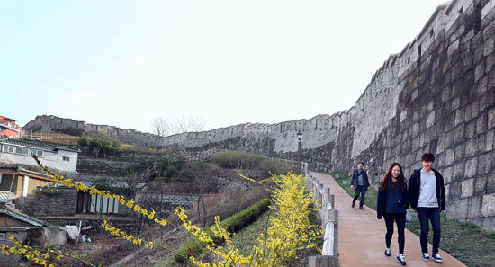 韩国骆山道开满迎春花